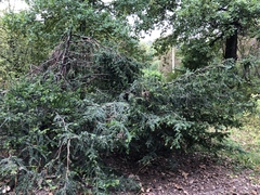 Taxus