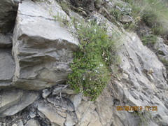 Gypsophila tenuifolia