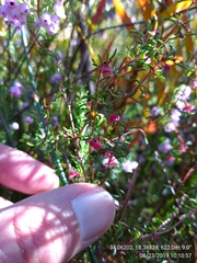 Erica limosa