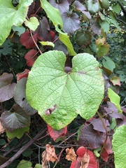 Vitis vinifera