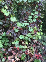 Vitis vinifera