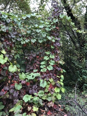 Vitis vinifera