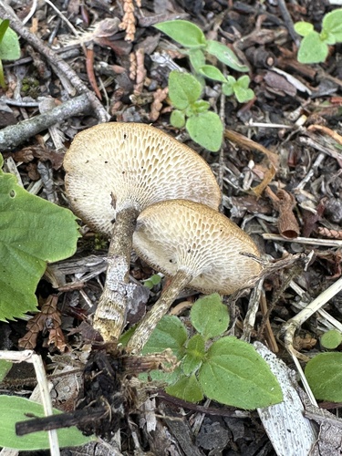 Lentinus arcularius