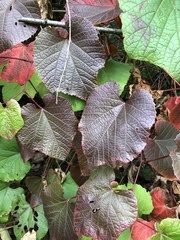 Vitis vinifera