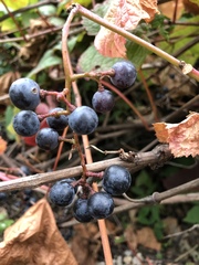 Vitis vinifera