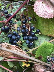 Vitis vinifera