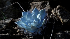 Dudleya brittonii