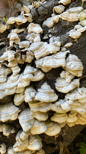 iNaturalist observation photo of hairy curtain crust