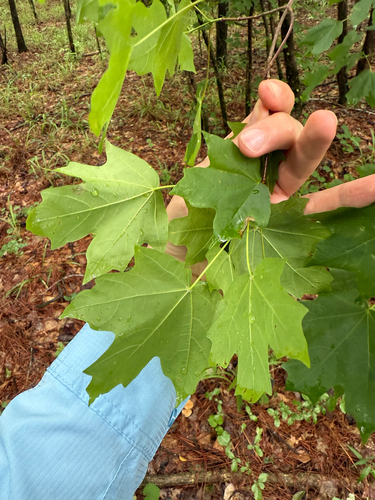 Acer leucoderme