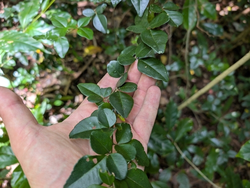 Triphasia trifolia observed 2025-05-10