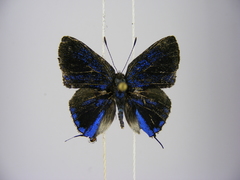 Pilodeudorix camerona