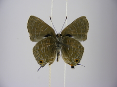 Pilodeudorix camerona