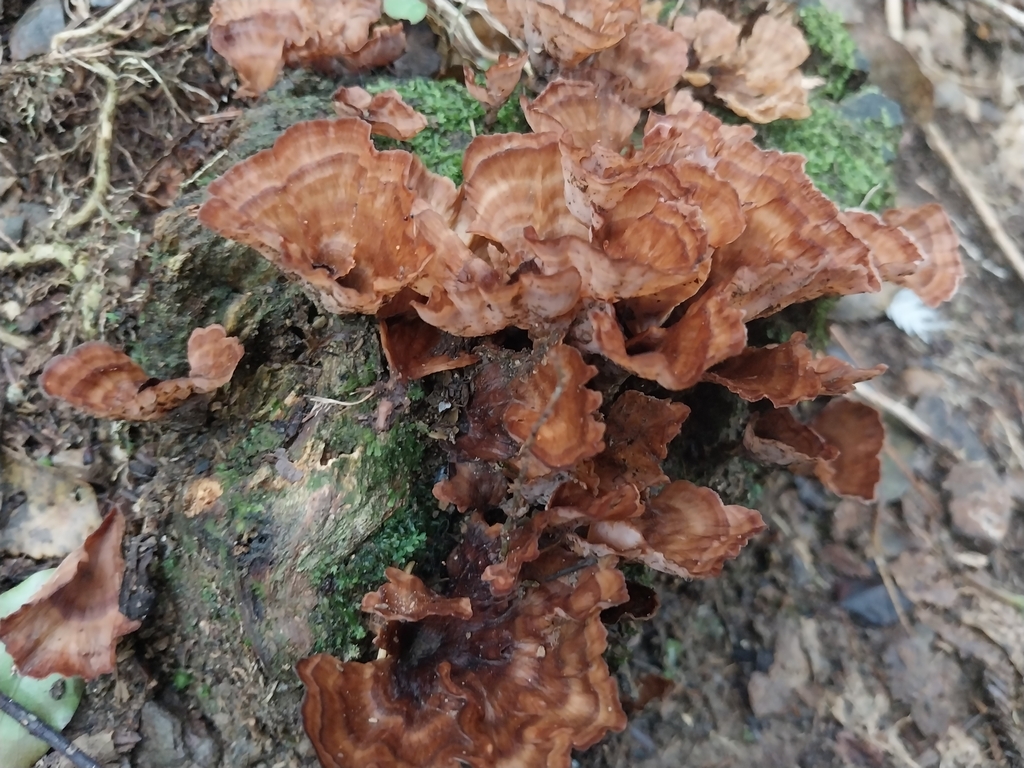 Podoscypha petalodes · May 2025 · photo: © kiwialli (iNaturalist, cc-by)