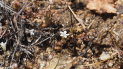 Gilia transmontana