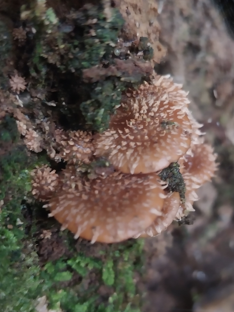 Pholiota subflammans · May 2025 · photo: © kiwialli (iNaturalist, cc-by)