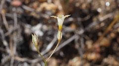 Gilia transmontana