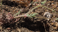 Gilia transmontana