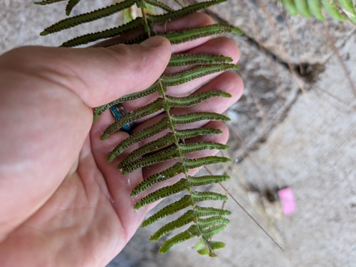 Image of Nephrolepis brownii by (c) Damien Wallace, some rights reserved (CC BY)