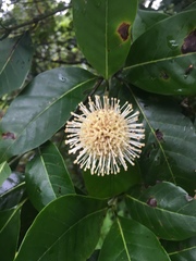 Cephalanthus