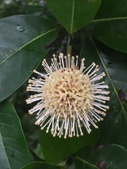 Cephalanthus