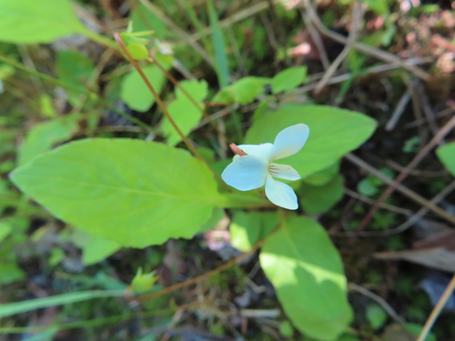 Image of Viola primulifolia by (c) Ken Clark, some rights reserved (CC BY)