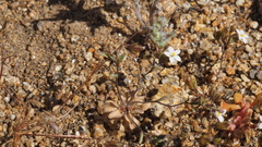 Nemacladus breviflorus