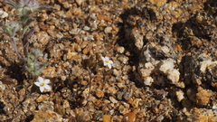 Nemacladus breviflorus