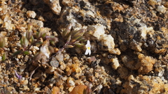 Nemacladus breviflorus