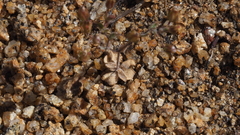 Nemacladus breviflorus