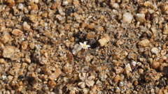 Nemacladus breviflorus