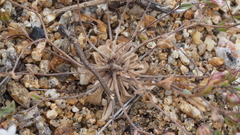 Nemacladus breviflorus