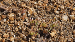 Nemacladus breviflorus