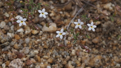Nemacladus breviflorus