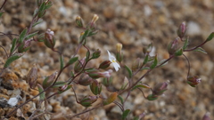 Nemacladus breviflorus