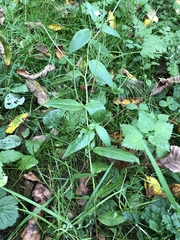 Epilobium adenocaulon