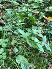 Epilobium adenocaulon