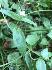 Epilobium adenocaulon