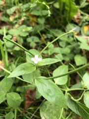 Epilobium adenocaulon