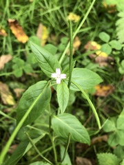 Epilobium adenocaulon