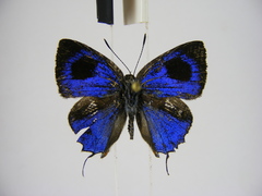 Pilodeudorix otraeda genuba