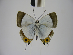 Pilodeudorix otraeda genuba