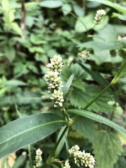 Persicaria lapathifolia