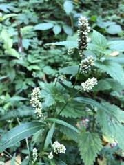 Persicaria lapathifolia