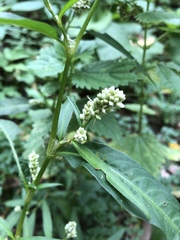 Persicaria lapathifolia