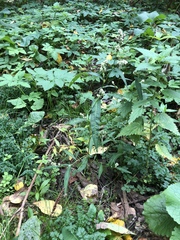 Persicaria lapathifolia