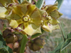 Pachycarpus dealbatus