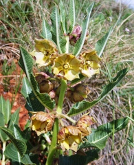 Pachycarpus dealbatus