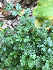 Cardamine impatiens