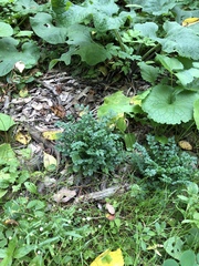 Cardamine impatiens