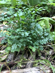 Cardamine impatiens